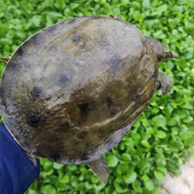 青黑花背甲鱼野外老鳖生鲜水产