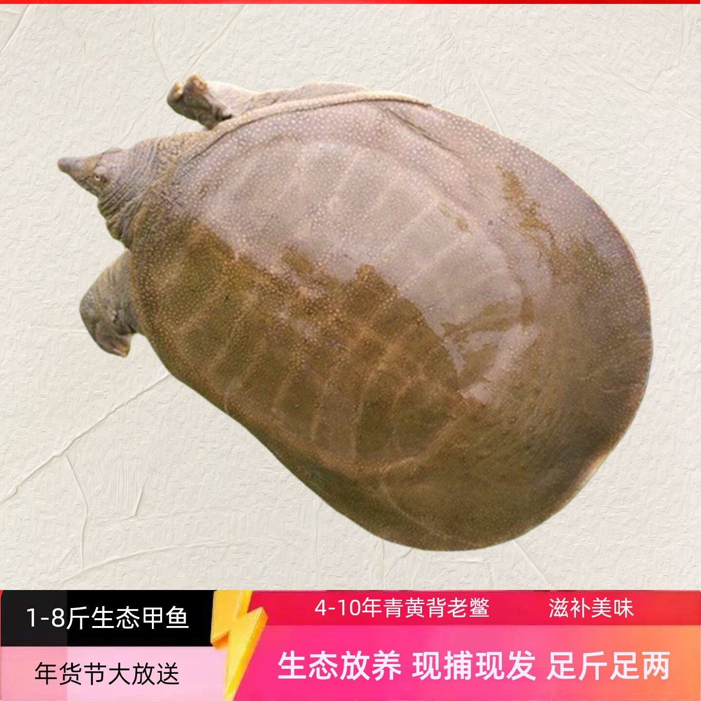 甲鱼5斤活物水鱼王八生态外塘宠物野外放养鲜活中华鳖10斤大甲鱼