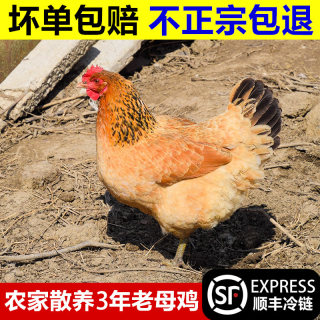 老母鸡土鸡农家散养走地鸡新鲜现杀老品种黄油笨鸡正宗跑山鸡整只