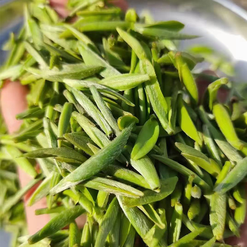 2022新茶甘肃陇南阳坝春季绿茶送礼长辈礼盒装高档茶叶翠竹明前茶