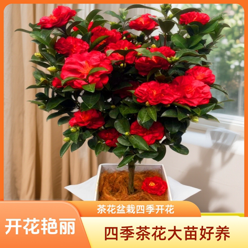 绿植越南进口茶花名贵四季海棠