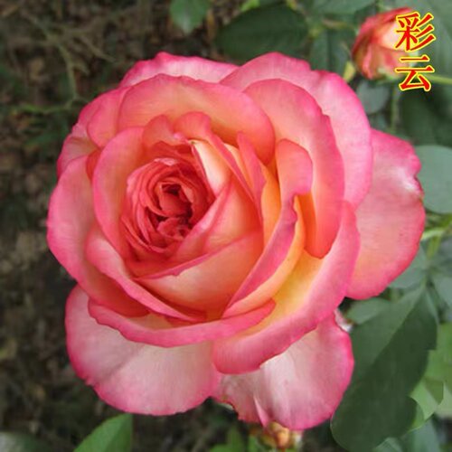 味景彩云月季花大苗复色