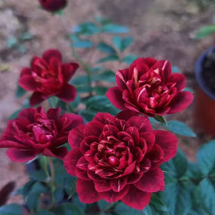 【直觉果汁】月季果汁芽变品种深红色带条纹勤花丰花多季开花盆栽