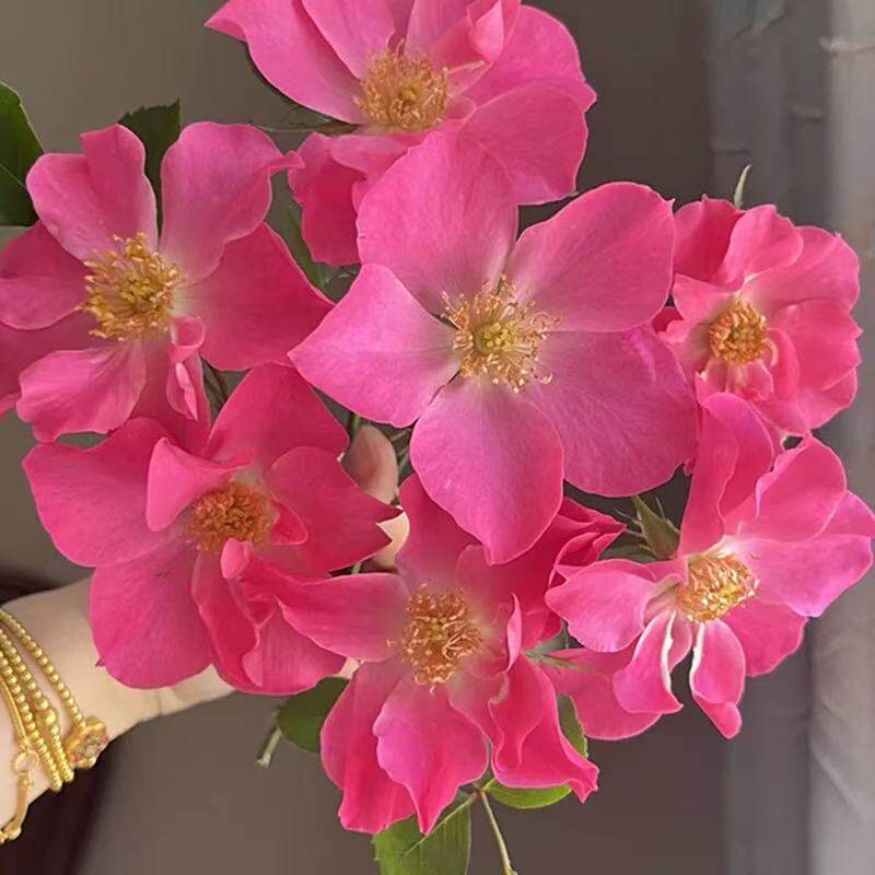 【香格里拉】月季玫瑰花新品单瓣花型多季开花阳台庭院独特粉