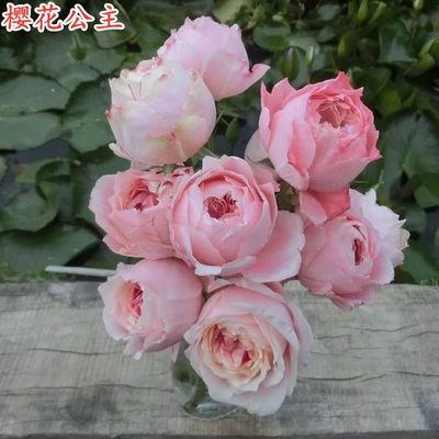 樱花公主月季花苗玫瑰四季开花