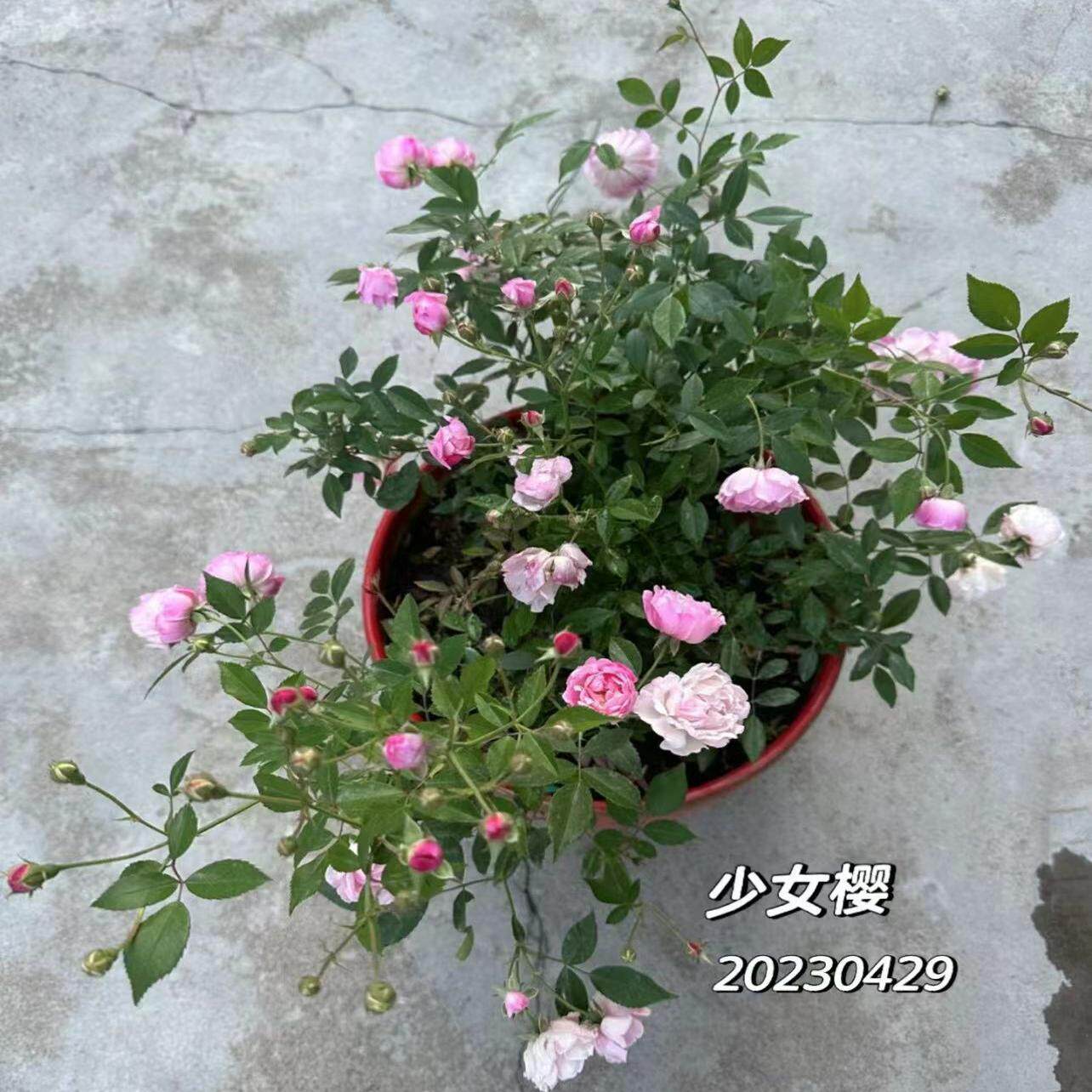 味景少女樱姬月季盆栽迷