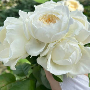 花苗 盆栽月季 皎月仙子 切花玫瑰直立抗病花卉月季