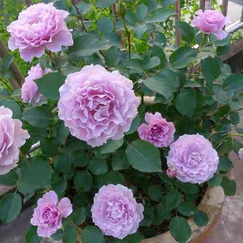 蜻蜓灌木大花切花月季扦插