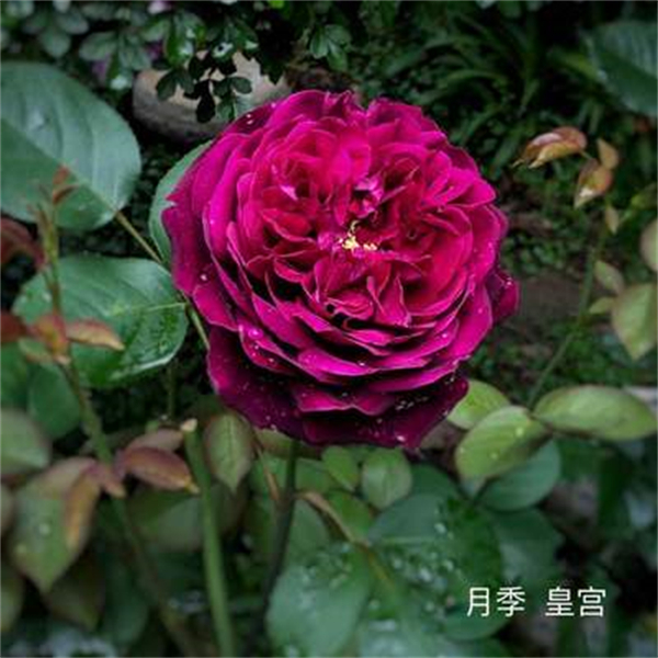 月季扦插花苗 皇宫 浓香花量大灌木阳台庭院开花植物花卉盆栽