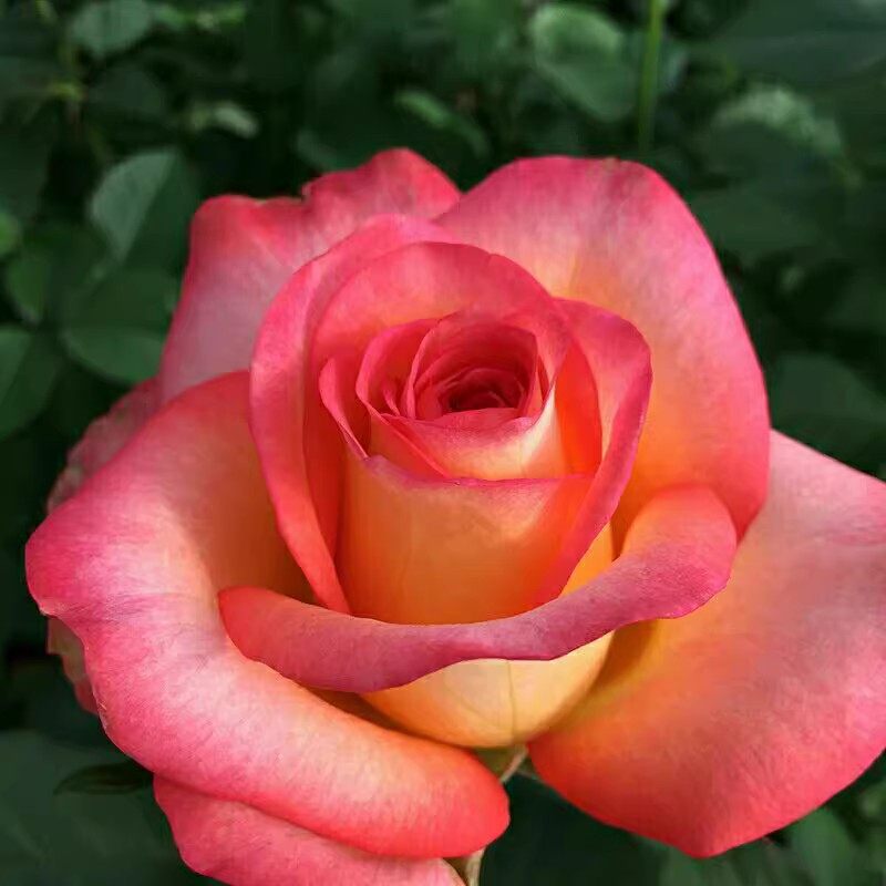 新品金辉月季玫瑰切花盆栽玫瑰小苗多季开花,鲜花速递/花卉仿真/绿植园艺,月季/蔷薇/玫瑰,淘宝优惠券,粉丝福利购,淘宝优惠卷