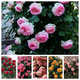 藤本月季 合集扦插小苗粉龙蒂娜樱霞印象派蓝色阴雨胭脂扣舍农索