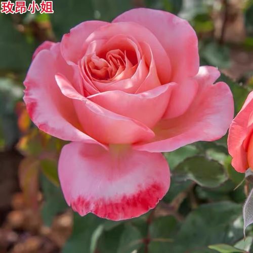 梅昂小姐/梅兰小姐大花浓香