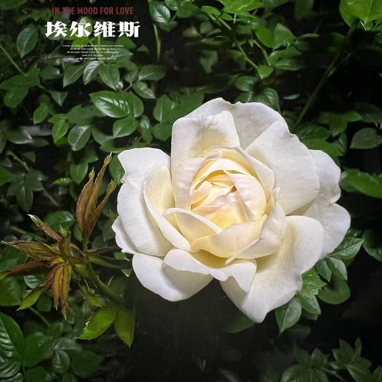 埃尔维斯(Elvis)猫王法国大花茶香月季花苗灌木盆栽绿植 多季开花