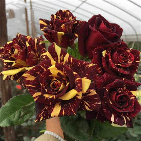 流星雨月季花苗 切花玫瑰 变异品种 可开多种花色 阳台花卉盆栽,鲜花速递/花卉仿真/绿植园艺,月季/蔷薇/玫瑰,淘宝优惠券,粉丝福利购,淘宝优惠卷