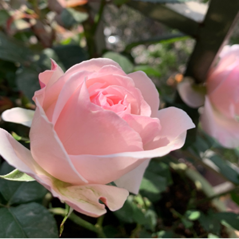 怀旧浪漫 日本浅粉色切花浓香月季玫瑰花苗庭院盆栽