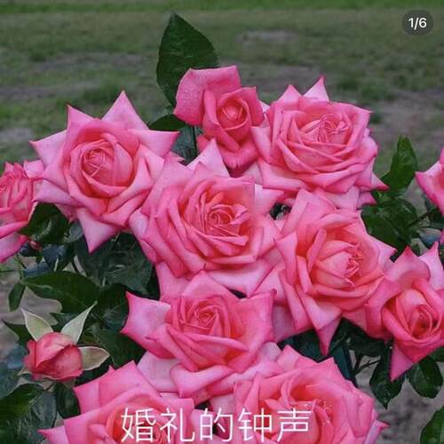 婚礼的钟声月季四季大花甜香耐晒耐雨淋抗病强庭院灌木好养盆栽苗