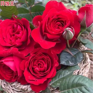 日蚀王阳台月季耐热红色微月多头易养玫瑰勤花阳台庭院盆栽花卉