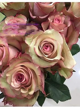 红酒月季花扦插花苗盆栽新品切花玫瑰花大花复古绿色到旧粉色渐变