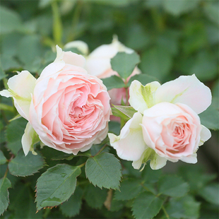 粉红月季花欧月门廊绒球月季扦插花苗非常勤花多花扦插小苗花卉