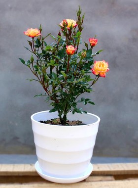 阳台桌面月季花苗盆栽小五彩钻石玫瑰花色多绚丽超级能开多头