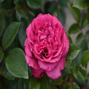 扦插小苗 月季 戴尔巴德出品 旧日之花 维也纳玫瑰