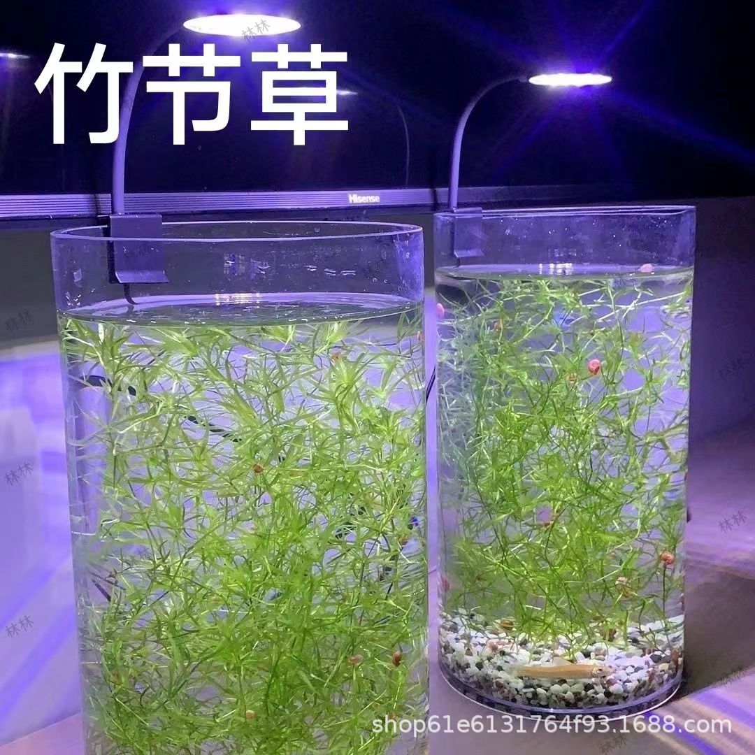 竹节草水草活体植物鱼缸造景水族箱鱼缸装饰造景净化水质一件