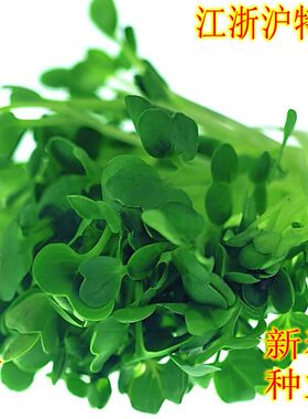 金花菜秧草大叶上海特产齐头种子