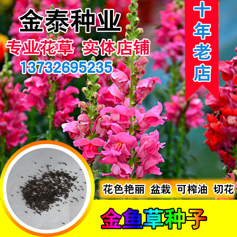 金鱼草种子花种子狮子花草四季阳台盆栽景观绿化花海种子草花种籽