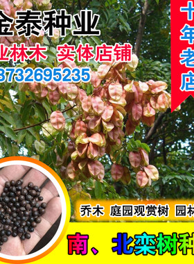 新栾树种子黄山栾树种子南栾种子灯笼树种子北栾绿化北京栾树种籽