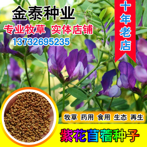 紫花苜蓿种子猪牛羊兔鸡鸭鹅多年生四季养殖牧草苜蓿草江苏南京 小麦优选