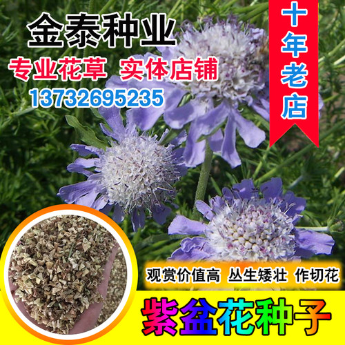 散装夏季盆栽种子