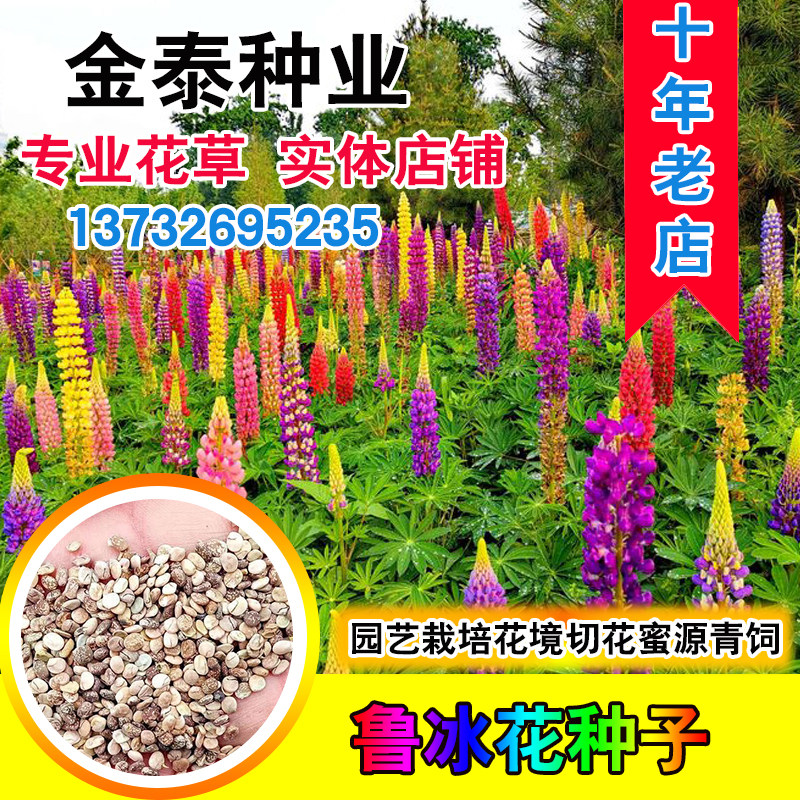 鲁冰花种子羽扇豆四季易种庭院阳台花卉四季易种花草籽花海花种子
