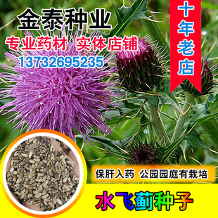 水飞蓟种子中药材奶蓟老鼠筋水飞雉 适合盐碱地沙滩地护肝植物籽