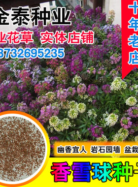 垂吊花卉景观室内阳台盆栽香雪球
