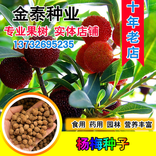 杨梅东魁四季庭院观果树种籽