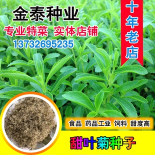 甜叶菊种子甜菊香草甜菊叶花草茶阳台花卉原生纯种四季特菜蔬菜籽