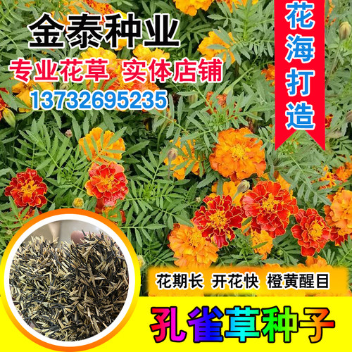 混色孔雀草绿化四季耐寒观花种子