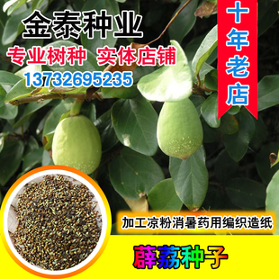 薜荔种子木莲凉粉果果实可以加工凉粉解暑消暑编织造纸药用凉粉子