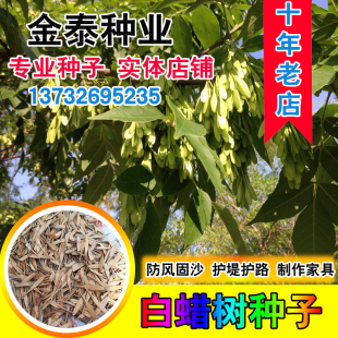 速生白蜡种子观叶白蜡树大叶小叶白蜡籽青榔木白荆树金叶对节绿化