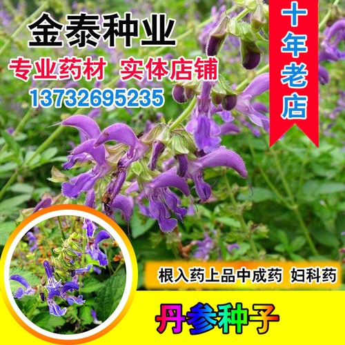 中药材种籽绿林花语夏季