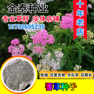 蓍草种子花种子耐寒花种籽子多年生西洋蓍草花籽庭院室外花卉种孑