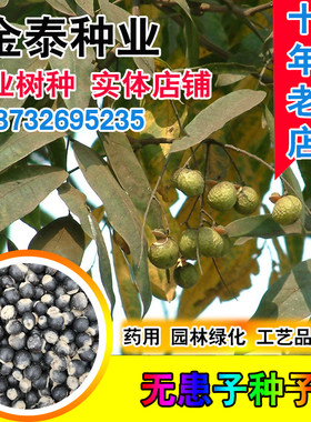 野生佛珠净籽种子去皮净籽