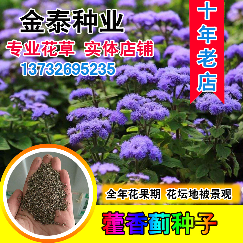地被植物种子价格 地被植物种子图片 星期三 地被植物种子价格 地被植物种子图片 星期三