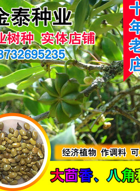 散装大茴香种子 八角茴香大茴香八角 八角树八角种子 包邮