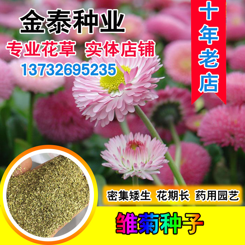 散装小雏菊种子四季开花室内盆栽易活室外庭院植物鲜花切花种籽孑