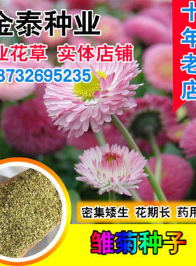 散装易活室外庭院鲜花小雏菊种子