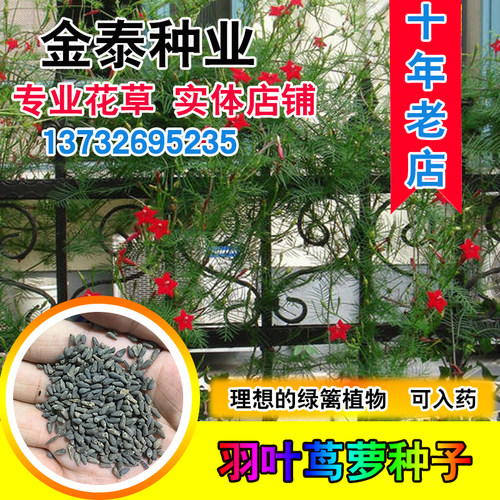 羽叶茑萝爬藤攀援植物五角星种子