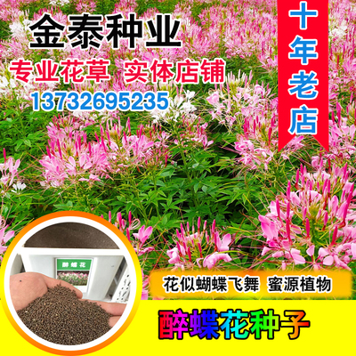 景观海易播种庭院室外蜜源醉蝶花