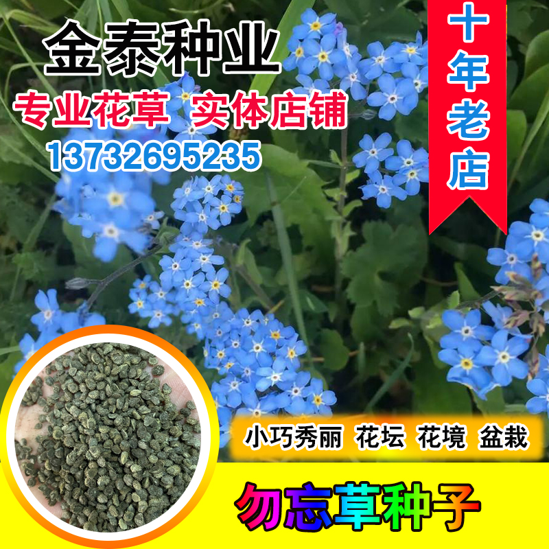 勿忘草种子价格 勿忘草种子图片 星期三 勿忘草种子价格 勿忘草种子图片 星期三