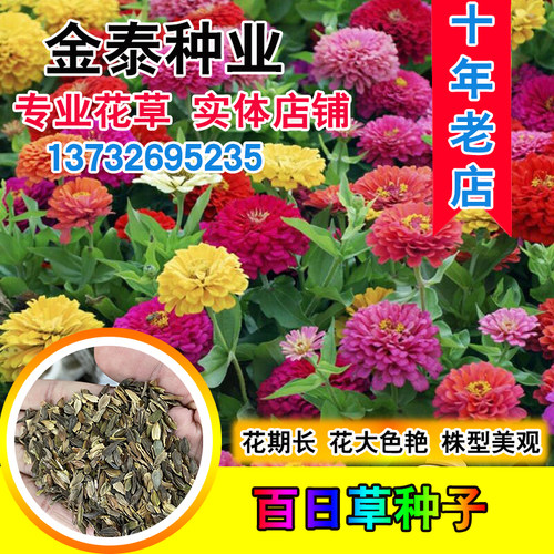 百日草价格 百日草图片 星期三